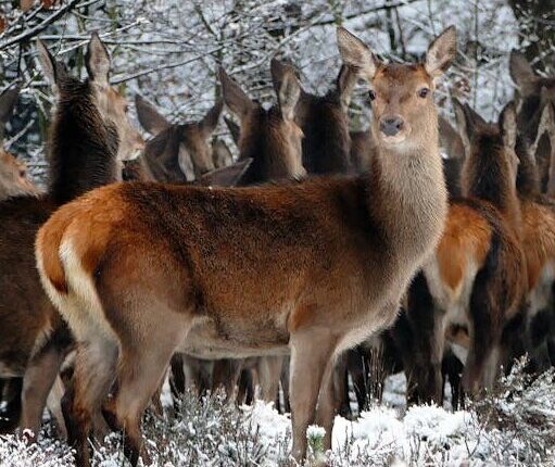 Herd of Deer on Forest