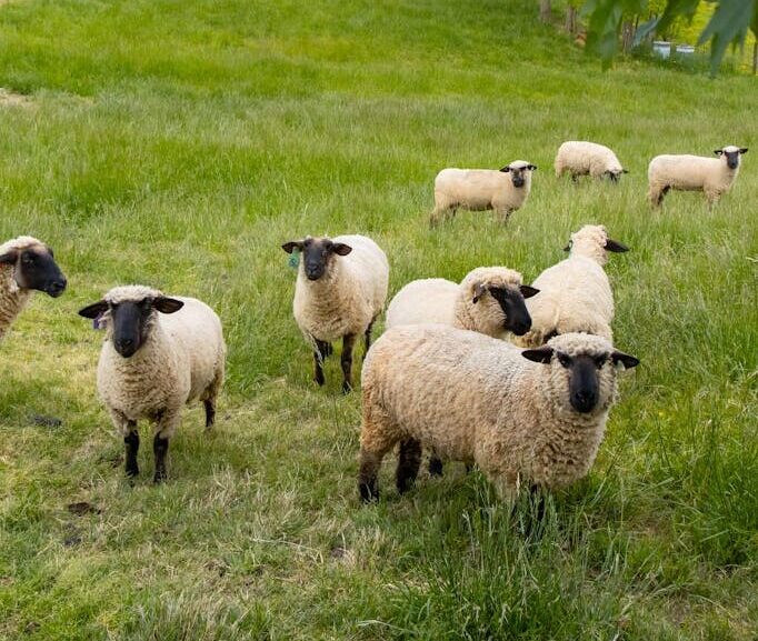 White Sheep on Green Grass Field