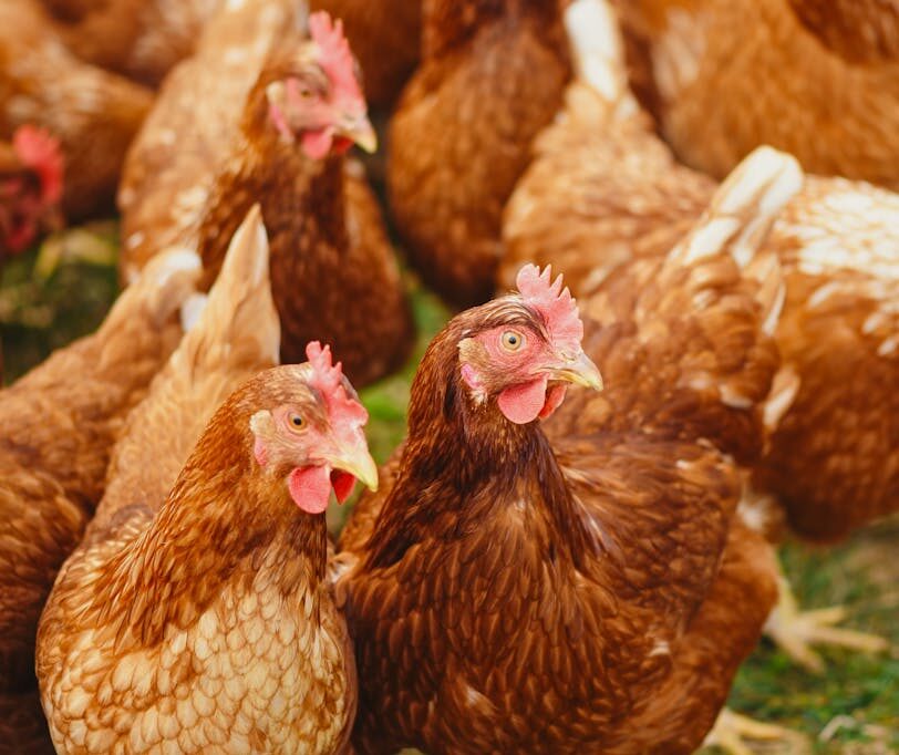 Flock of Hens on Green Field